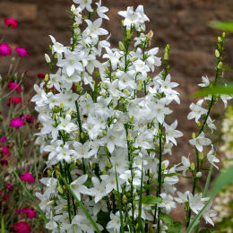 Campanula pyramidalis alba